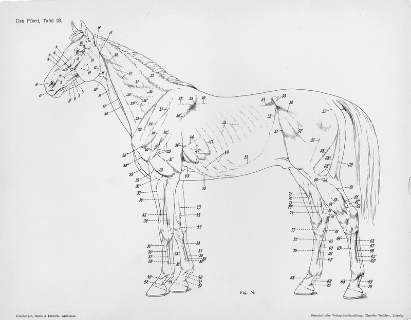 Illustration for article titled Lose Yourself In The Gorgeous Anatomical Drawings of Hermann Dittrich